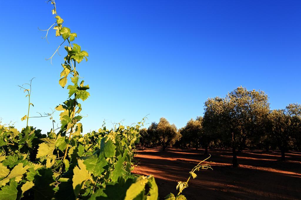 Herdade Da Calada Azaruja Exterior photo