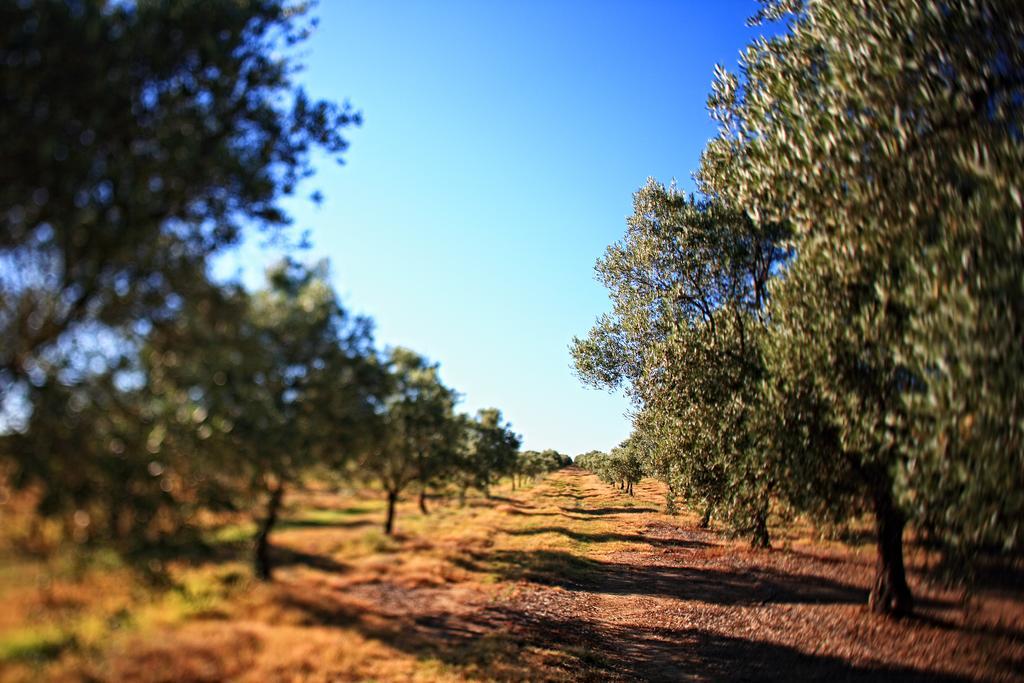 Herdade Da Calada Azaruja Exterior photo