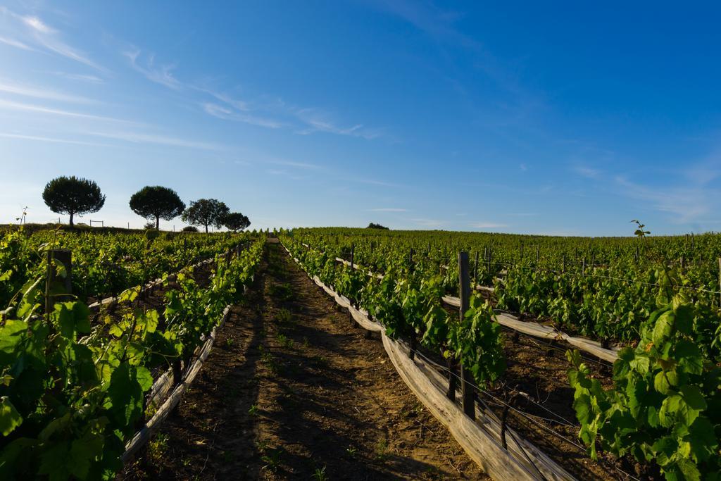 Herdade Da Calada Azaruja Exterior photo